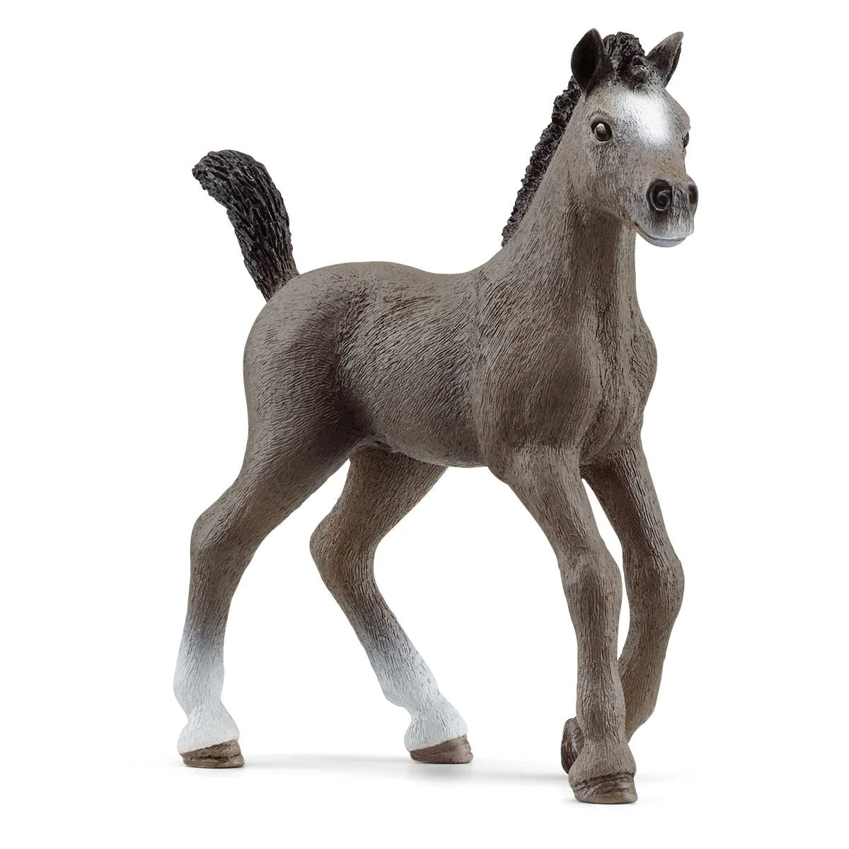 Horse Cheval de Selle Francais Foal