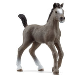 Horse Cheval de Selle Francais Foal