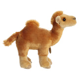 Dromedary Camel