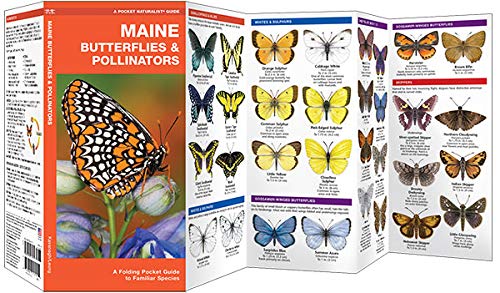 Pocket Maine Butterflies & Pollinators