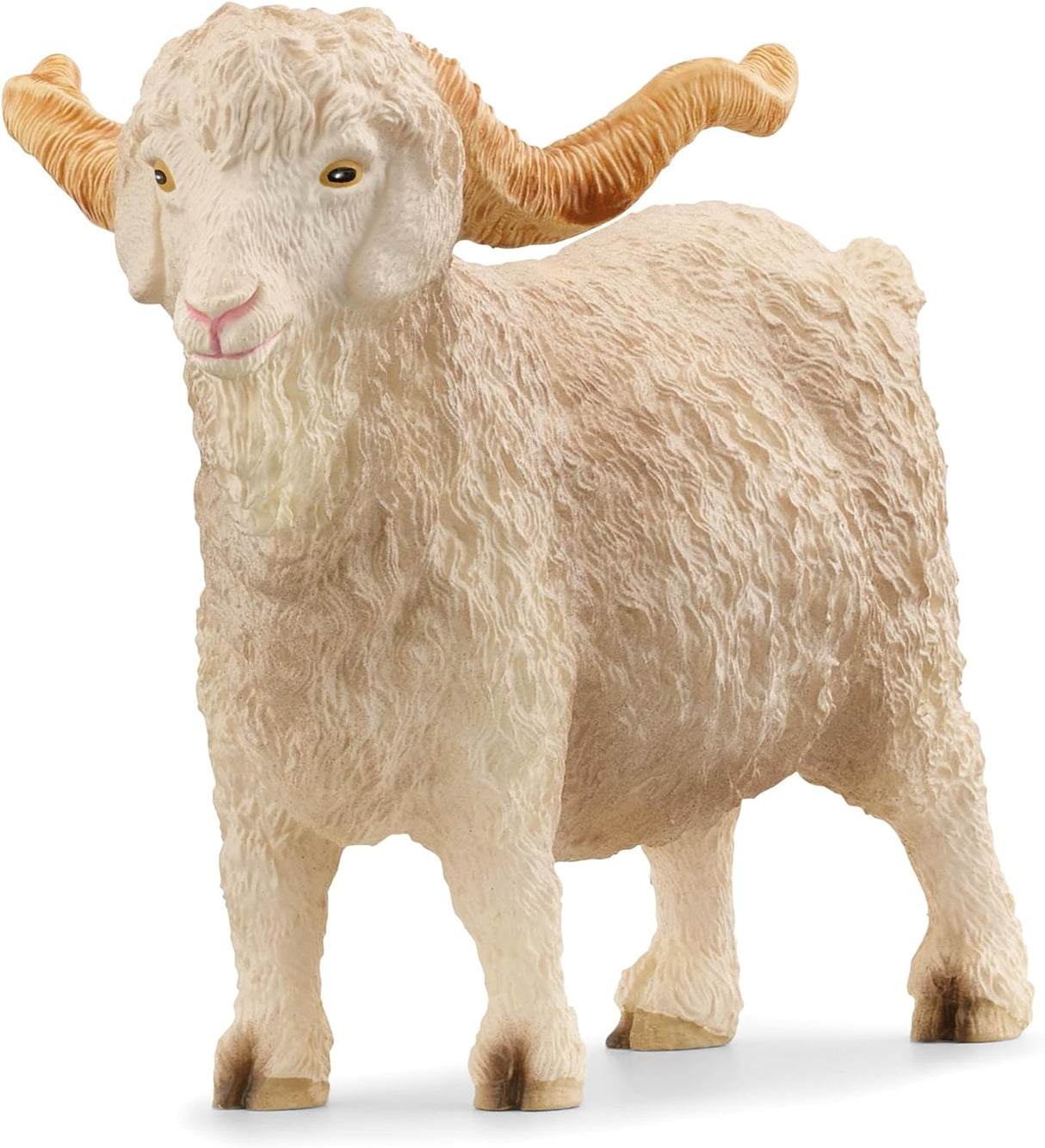 Angora Goat