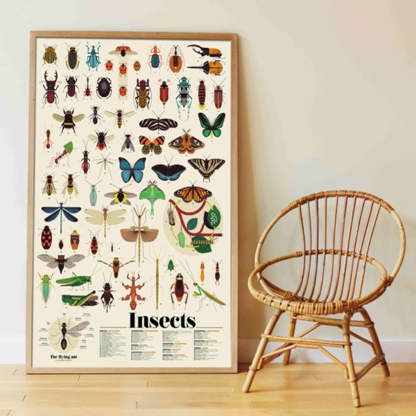 Poppik Discovery Poster Insects