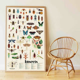 Poppik Discovery Poster Insects