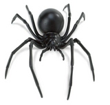 Black Widow Spider