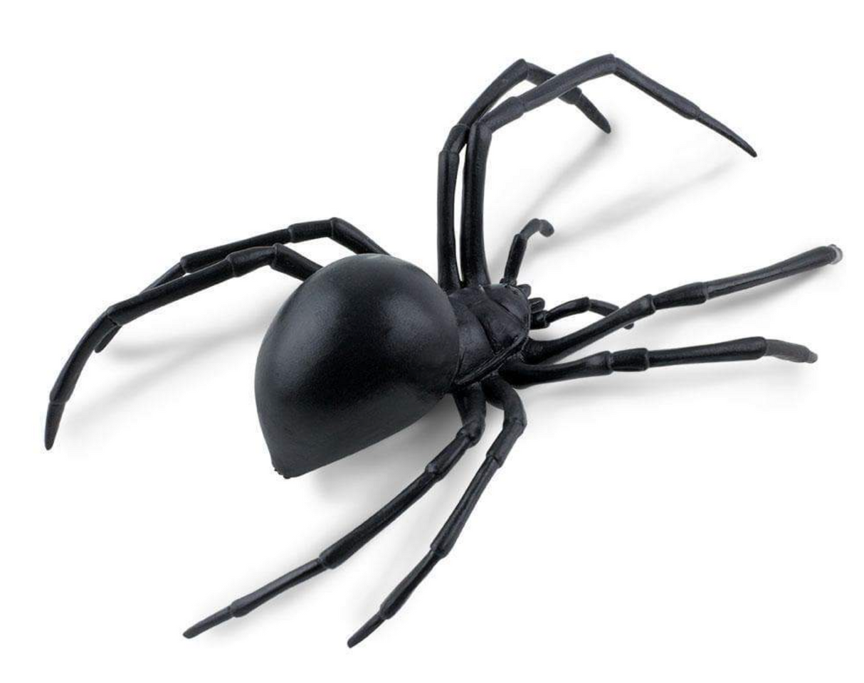 Black Widow Spider