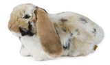 Lop Eared Rabbit Brown