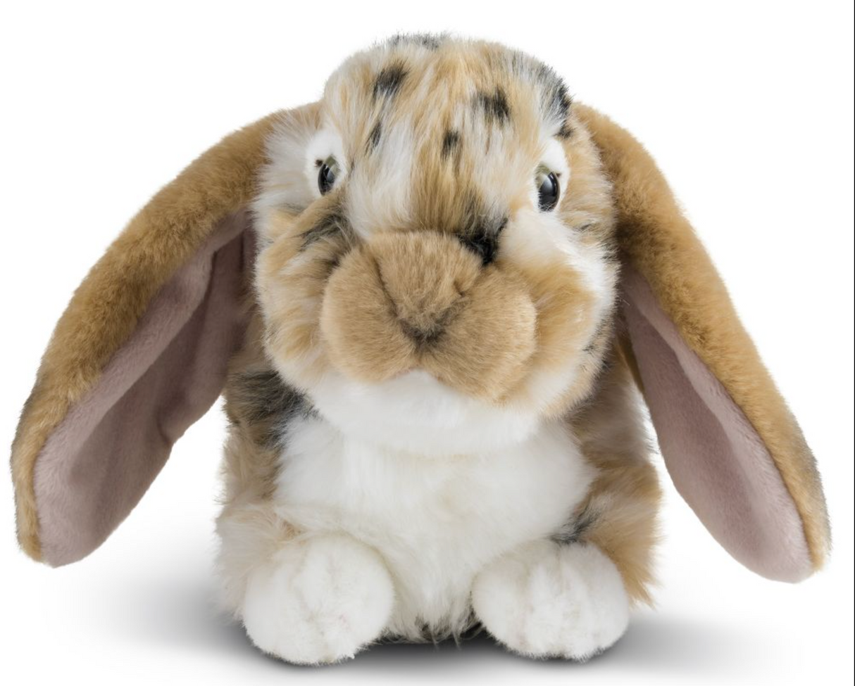 Lop Eared Rabbit Brown