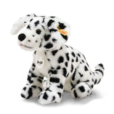 Dalmation Puppy Lupi