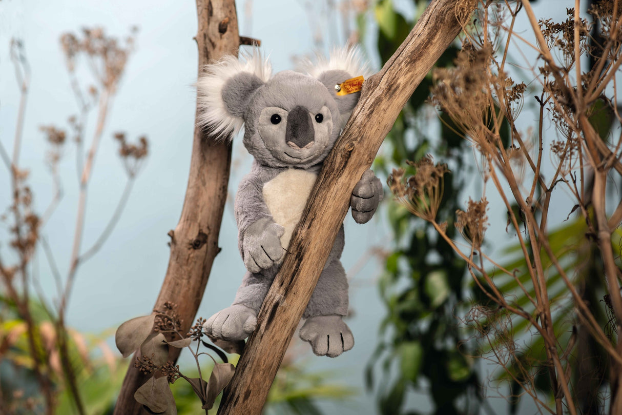 Koala Nils