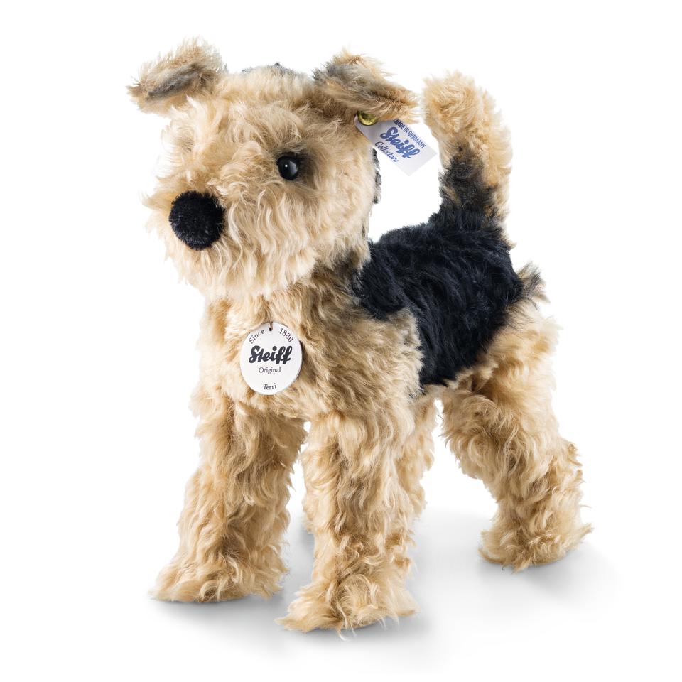 Terri Welsh Terrier