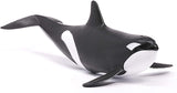 Orca Whale