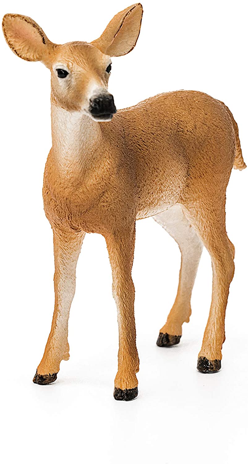 White-Tailed Doe