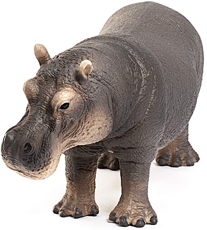 Hippopotamus