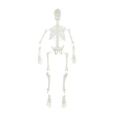 Human Skeleton