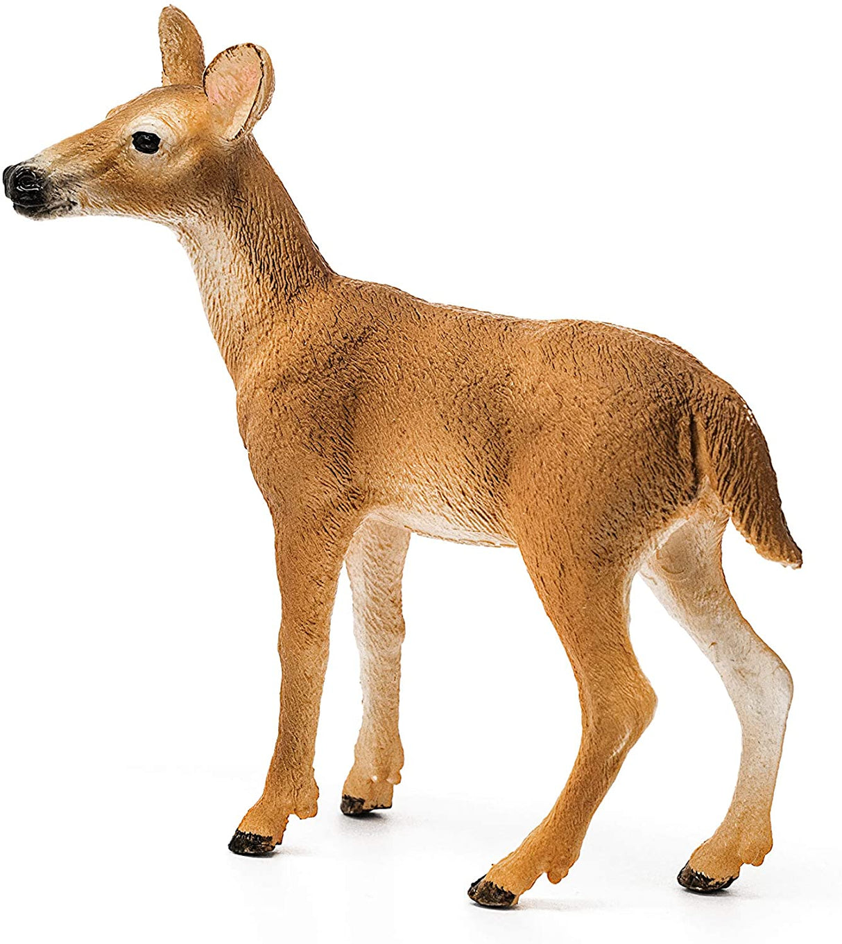 White-Tailed Doe