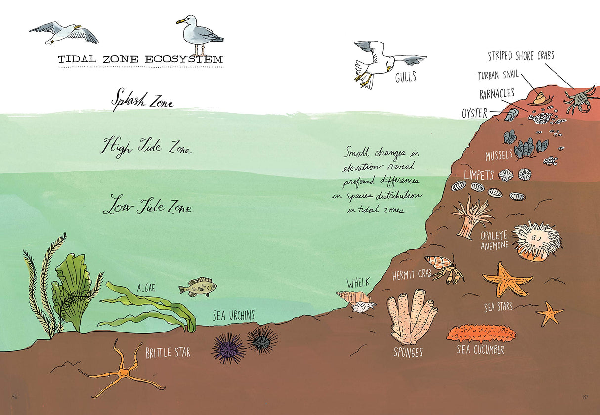 Ocean Anatomy