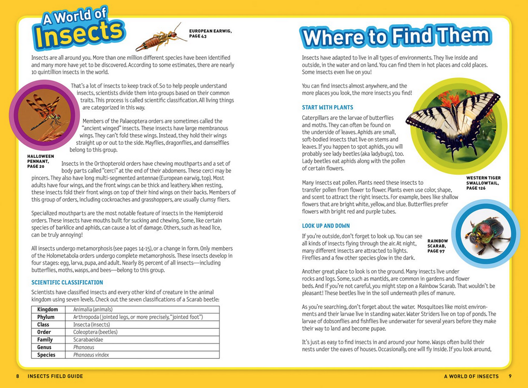 Kids Field Guide: Insects