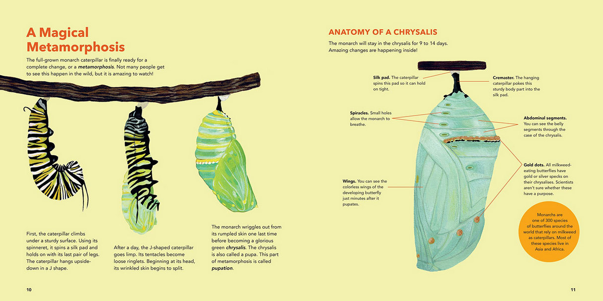 Monarch Butterflies