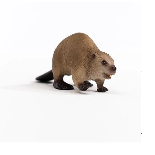 Beaver