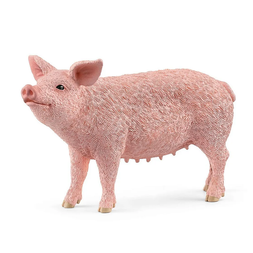 Pig