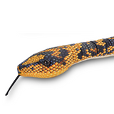 Jungle Carpet Python Snake