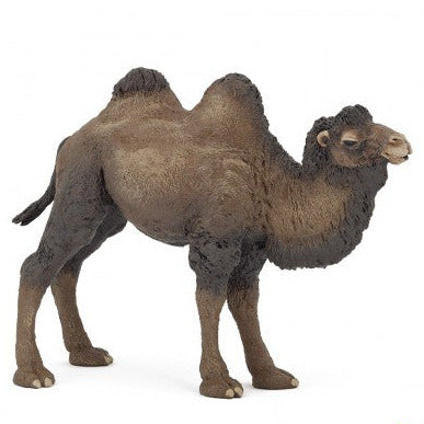 Camel