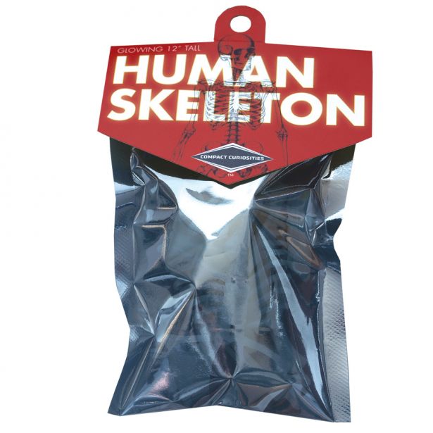 Human Skeleton