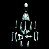 Human Skeleton