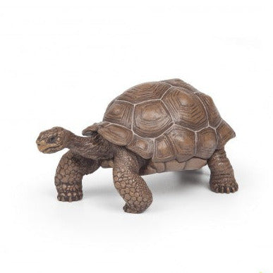 Galapogos Tortoise