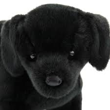 Black Lab Chester