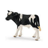 Holstein Calf