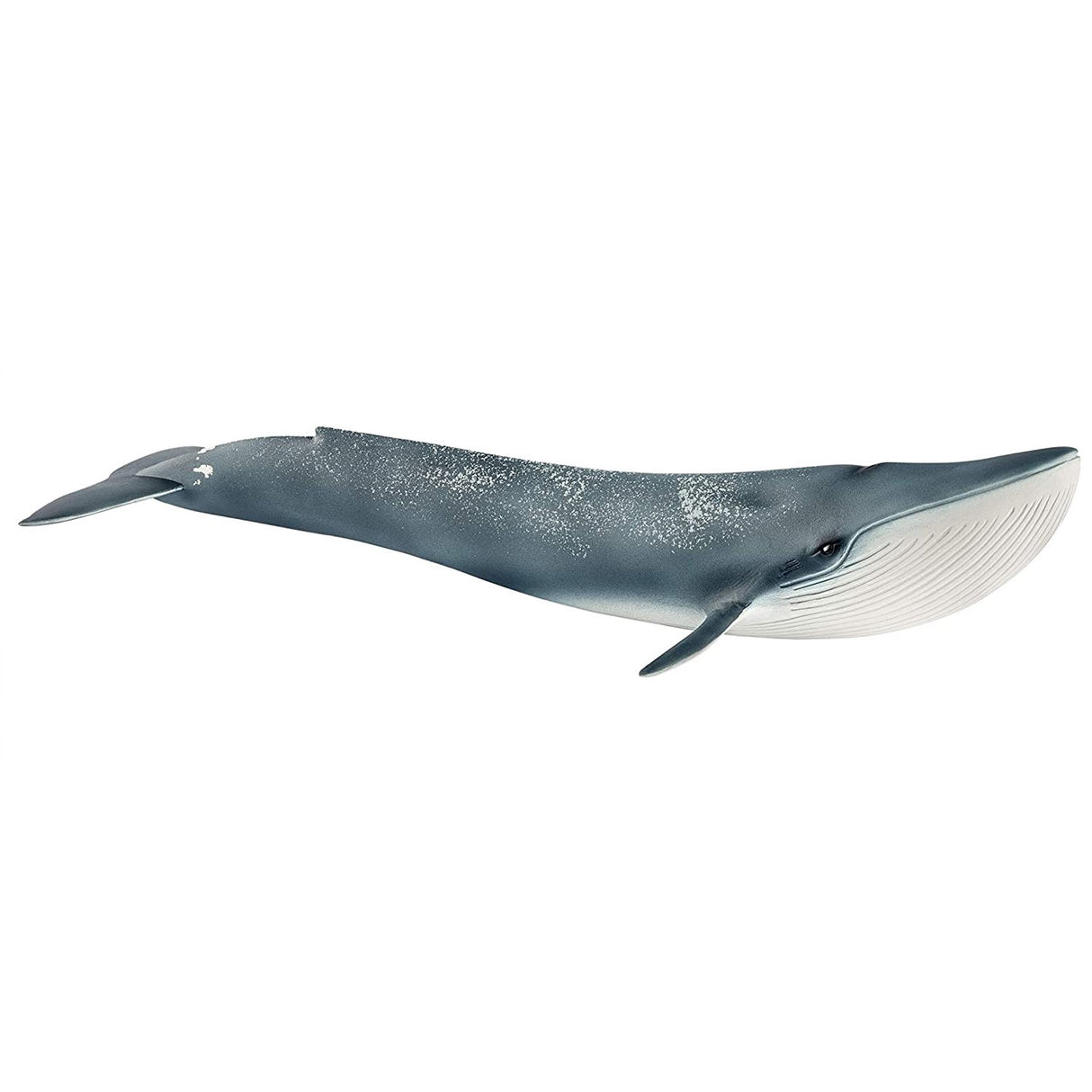 Blue Whale